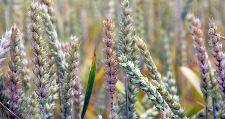 Verarbeitung von Gerstenmalz mit Peressigsäure in speziellem Waschverfahren