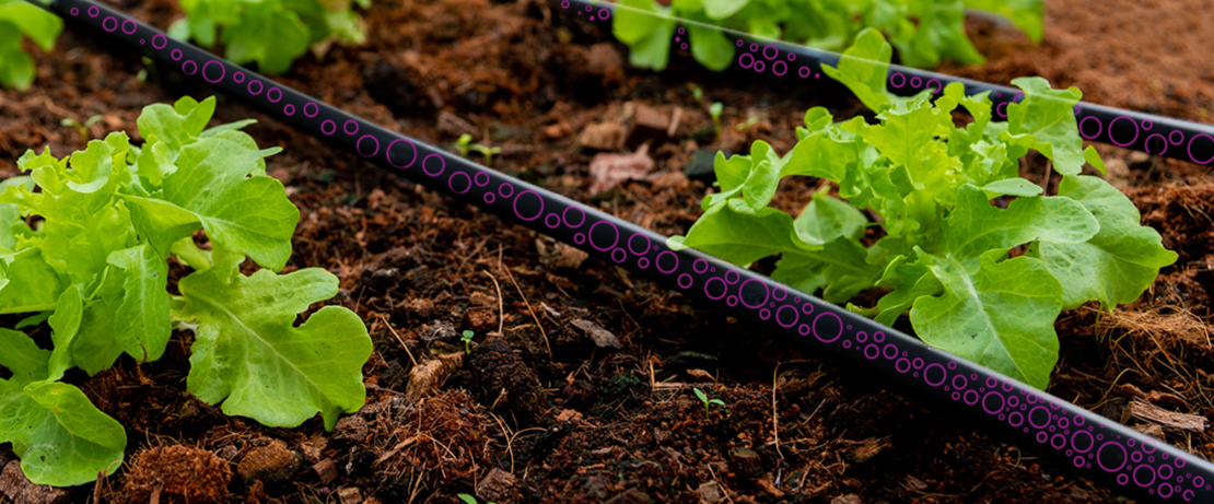 Drip Irrigation in Agriculture