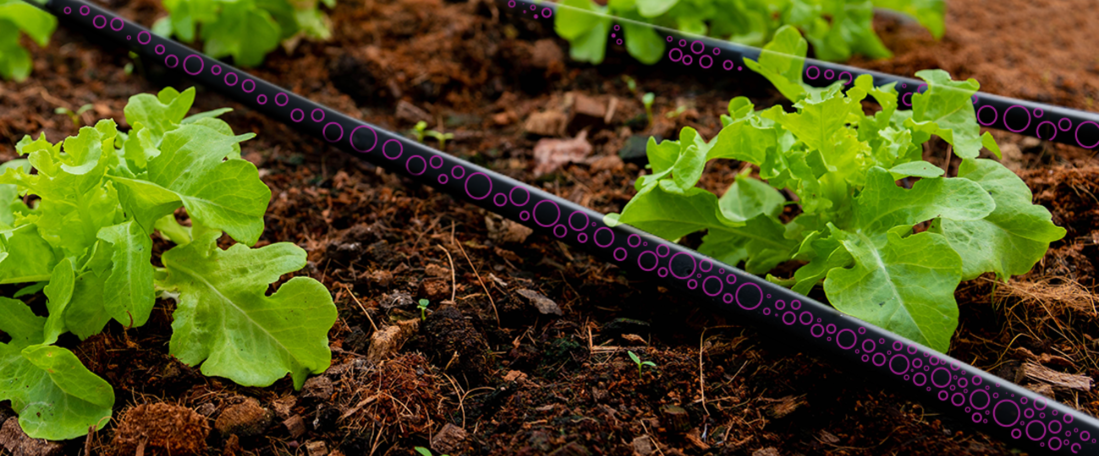 Drip irrigation in agriculture